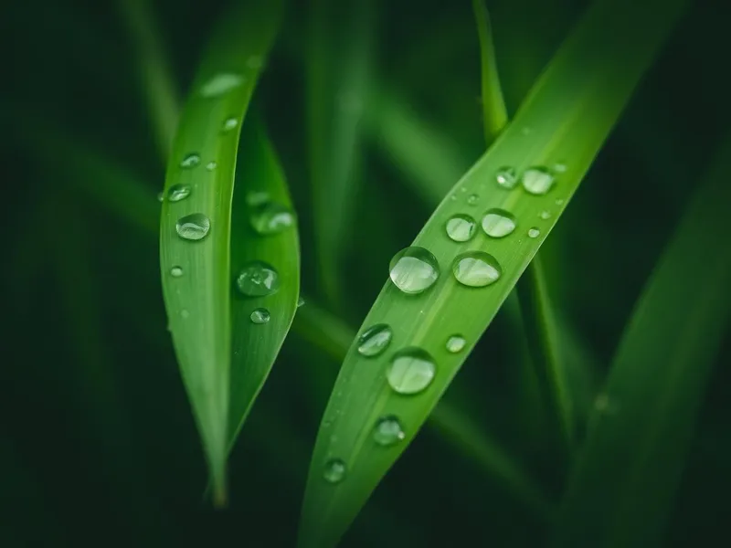 Lush lawn and greenery